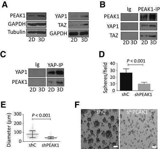 Figure 4. 3D sphere formation increases PEAK1-YAP1 complexes in PDAC cells. A, 779E cells were cultured on plastic dishes in the presence of serum (2D) or placed in nonadherent culture dishes without serum to induce 3D sphere formation (3D) as described in Materials and Methods. Cells were then lysed and Western blotted for the indicated proteins. B and C, 779E cells treated as in A were lysed and analyzed for PEAK1, YAP1, and TAZ complexes by coimmunoprecipitation (IP) and Western blotting. Immunoglobulin-coupled beads (Ig) served as a control. D and E, The number of 3D spheres per microscopic field (D) and 3D sphere diameter (E) were determined for 779E cells depleted of PEAK1 by shPEAK1 or treated with control shRNA (shC). F, Representative phase-contrast photomicrographs of shC and shPEAK1 779E cells in 3D culture. Bar, 50 μm.