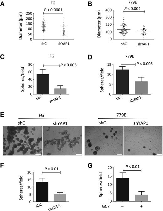 Figure 5. eIF5A-PEAK1-YAP1 signaling is required for 3D sphere formation. A–D, The number of 3D spheres per microscopic field and 3D sphere diameter were determined for FG and 779E cells depleted of YAP1 by shRNA (shYAP1) or treated with control shRNA (shC). E, Representative phase-contrast photomicrographs of shC and shYAP1 FG and 779E cells in 3D culture. Bar, 50 μm. F, The number of spheres per microscopic field was determined for 779E cells depleted of eIF5A by shRNA (sheIF5A) or treated with control shRNA (shC). G, The number of 3D spheres per microscopic field was determined for 779E cells cultured in 3D in the continued presence of 20 μmol/L GC7 (+) or vehicle (-).