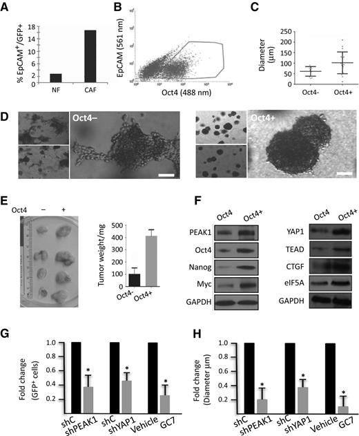 Figure 6. eIF5A-PEAK1-YAP1 signaling in Oct4 reporter PDAC cells. A, FG cells expressing GFP fused to the Oct4 promoter were analyzed for expression changes in cocultures with normal human fibroblasts (NF) or freshly isolated CAFs derived from PDAC patients as described in Supplementary Materials and Methods. The percentages of cells expressing both the Oct4 reporter (GFP+) and the epithelial marker (EpCAM+) were determined for each of the cocultures by FACS. B, Representative FACS profile and gating used for the enrichment of FG cells expressing the GFP-Oct4 reporter in traditional 2D cultures. C, The size of tumor spheres in 3D cultures was determined for GFP-Oct4+ and GFP-Oct4− cell populations isolated as in B. D, Representative phase-contrast photomicrographs of GFP-Oct4+ and GFP-Oct4− cell populations in 3D cultures. Bar, 20 μm. Note that GFP-Oct4+ cells form round compact spheres, whereas GFP-Oct4− cells form smaller and loosely adherent, disorganized cell–cell clusters. E, Tumor size in mice was determined for GFP-Oct4+ and GFP-Oct4− cell populations isolated as in B. P < 0.05 by Student t test. F, Western blots for the indicated proteins from GFP-Oct4+ and GFP-Oct4− cell populations isolated as in B. G, FG cells expressing the GFP-Oct4 promoter reporter and depleted of PEAK1 (shPEAK1), YAP1 (shYAP1), or treated with GC7 were examined for changes in the percentage of GFP+ cells by FACS relative to control cells treated with nonspecific shRNAs (shC) or drug vehicle. *, P < 0.01 Student t test. H, GFP-Oct4+ and GFP-Oct4− cells treated as in G and examined for changes in sphere diameter. Fold changes are relative to shControl- and vehicle-treated cells as in G. *, P < 0.01 Student t test.