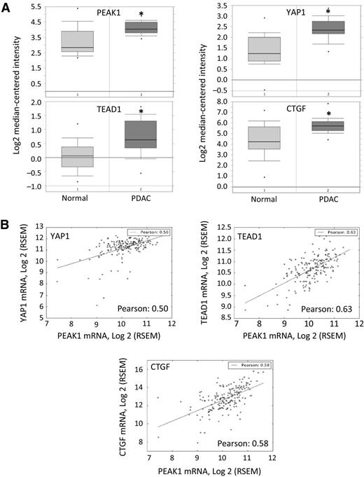 Figure 7. Correlation of PEAK1, YAP1, TEAD, and CTGF mRNA levels in PDAC. A, Oncomine analyses of PEAK1, YAP1, TEAD1, and CTGF mRNA levels in normal human tissue and PDAC tumor tissue obtained from the Badea pancreas dataset using the Oncomine database consisting of 39 normal and 39 PDAC tissue samples. The log2 median-centered intensity value was recorded and graphed as shown. *, Student t test: normal vs. PDAC samples for PEAK1 (P = 1.88E–7), YAP1 (P = 2.71E–10), TEAD1 (P = 2.08E–7), and CTGF (P = 2.37E–7). B, Pearson correlation analysis of mRNA expression in PDAC patients using the RNA-Seq by Expectation Maximization (RSEM) normalized RNA-seq data from the TCGA collection. The log2-transformed RNA-seq data and the calculated Pearson correlation coefficient are shown between the mRNA expression of PEAK1 and the indicated genes. A linear regression fit was plotted and overlaid with scatter plot for visualization. Supplementary Table S4 shows Pearson correlation coefficients for all 32 cancer types from the TCGA database. Values of 0.50 and greater indicate high correlation.