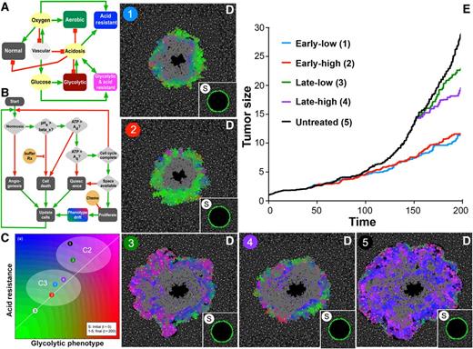Figure 3. Results from a multiscale mathematical model of tumor growth for different starting times and doses of sodium bicarbonate. A, Modeled interactions between microenvironmental components in vasculature, oxygen, and acidosis (yellow) and tumor cell phenotypes (aerobic, green; acid-resistant, blue; glycolytic, red; glycolytic and acid-resistant, pink). B, Cell life cycle flowchart that every tumor cell obeys, showing input parameters of oxygen, pH, ATP and space, and resulting cell decisions of quiescence, death, or proliferation. C and D, Phenotype space (C) and physical space (D) are shown at t = 200 days for the following treatment conditions: (i) low-dose bicarbonate given early (t = 40 days); (ii) high dose given early; (iii) low dose given late (t = 150 days); (iv) high dose given late; (v) no treatment. Initial conditions for each simulation are identical and shown as inset S in each panel of D. C, For each simulation, the colors of the tumor cells correspond to their position in phenotype space, where the horizontal axis is the level of glycolytic capacity and the vertical axis is the amount of acid resistance. Estimated regions corresponding to C2 (blue/magenta) and C3 (green) phenotypes are indicated. E, Corresponding growth curves, with tumor size (area in mm2) and time in days. The simulation windows (D) are approximately 4.5 × 4.5 mm in size (see Supplementary Movie S1).