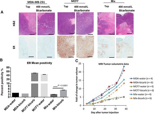 Figure 6. A, Top images are H&E images of representative tumors of each cell line and mix (MDA-MB-231 and MCF7, 1:1) under different treatments. Lower images are ER staining of consecutive slices of the same tumors as in H&E. B, Analysis of ER expression in all the tumors used in this experiment. Note how ER expression is bigger (P = 0.0001) in those tumors (composed by a mixture of MDA-MB-231 and MCF7, 1:1) treated with bicarbonate 400 mmol/L than in those under tap water. C, MRI volumetric data of all the tumors used in this experiment. Data are represented as fold of change in tumor volume versus days after tumor injection. Mean ± SEM is shown. A two-tailed Student t test was used to calculate statistical significance.