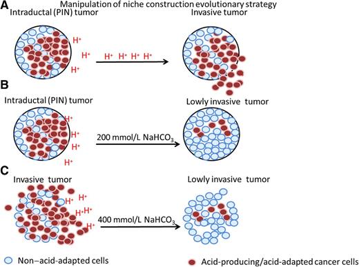 Figure 7. Model for manipulation of niche construction evolutionary strategy. Our hypotheses is that tumors consist of two distinct subpopulations of cells, highly glycolytic, acid-producing cells (red cells), and nonglycolytic, non–acid-producing cells (blue cells). Our model predicts that small perturbations in pHe could induce a population phase transition favoring the non–acid-producing, noninvasive cancer populations. PIN, prostate intraepithelial neoplasia.