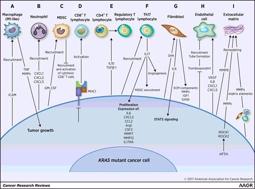 Figure 1. Paracrine effects of KRAS-mutant cancer cells on tumor microenvironment components. Depending on the tumor model, activation of KRAS in cancer cells has been shown to promote cancer progression by influencing the properties of several tumor microenvironment components. KRAS-mutant cancer cells secrete molecules that will promote the recruitment of M1 macrophages (A) and neutrophils (B). The induction of a less reactive and more tolerogenic environment is achieved through recruitment of MDSCs (C), inhibition of CD8+ cytotoxic lymphocyte activation (D), and induction of Treg differentiation (E). Th17 recruitment (F), fibroblast activation (G), endothelial cell recruitment, and blood vessel formation (H) as well as ECM remodeling (I) represent other microenvironment alterations led by mutant KRAS cells.
