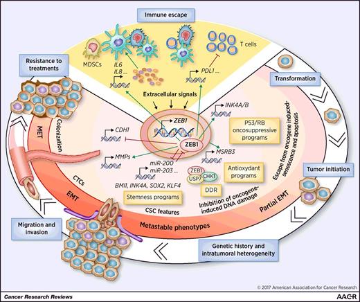 Figure 1. Oncogenic functions of the EMT-inducing transcription factor ZEB1. The ZEB1 transcription factor is a central determinant of cell fate. It transcriptionally regulates factors involved in the control of cell differentiation, proliferation, survival, and motility. Its expression fosters the tumorigenic process from the earliest steps, including malignant transformation, and provides cancer cells with migratory and invasive capabilities. Over the course of tumor development, ZEB1 has a profound impact on cancer cell plasticity and intratumor genetic and epigenetic heterogeneity. ZEB1 also promotes an escape from the immune control in the context of an intricate cross-talk with immune cells and finally contributes to resistance to treatments. CTC, circulating tumor cells; MET, mesenchymal-to-epithelial transition; MDSC, myeloid-derived suppressor cells.