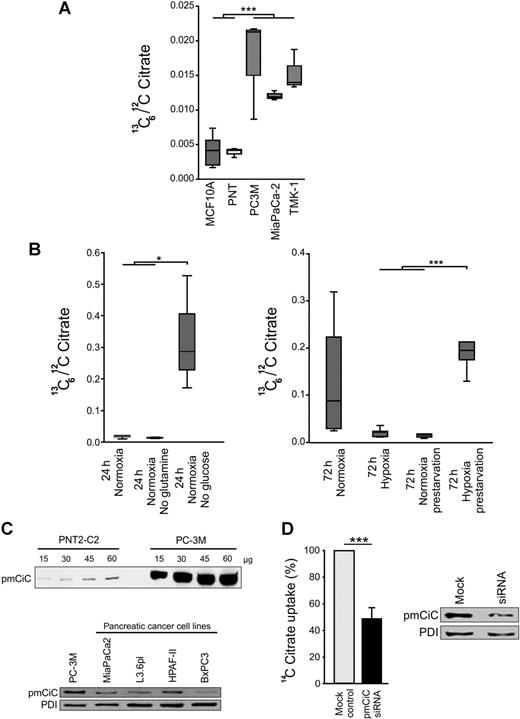 Figure 1. Cancer cells take up extracellular citrate through the pmCiC. A, Intracellular 13C6/12C citrate ratios in normal (MCF10A-breast and PNT2-C2-prostate) and cancer (PC-3M-prostate, MiaPaCa-2-pancreatic, and TMK-1-gastric) cell lines incubated with 200 μmol/L [U-13C]citrate for 24 hours under normoxic conditions in the presence of 10 mmol/L glucose and 2 mmol/L glutamine (n = 3, except n = 6 for MCF10A). One-way ANOVA across all groups was performed (P = 0.0003), followed by a two-tailed t test of normal versus cancer cells. ***, P < 0.001. B, Intracellular 13C6/12C citrate in PC-3M cells grown under different conditions. Glucose deprivation for 24 hours under normoxia and 72 hours glucose deprivation under hypoxia preceded by 24 hours glucose starvation showed significantly higher 13C-citrate uptake into the total intracellular citrate pool. One-way ANOVA with post-hoc Tukey-HSD tests for all pairwise comparisons were performed. *, P < 0.05; ***, P < 0.001; n = 3–6. C, Expression of pmCiC in total protein derived from PNT2-C2 and PC-3M cells with different protein loadings (top) and PC-3M cells and different human pancreatic cell lines (bottom). Protein disulfide isomerase (PDI) was used as the loading control. D, Left, relative to mock-transfected PC-3M cells, 14C citrate uptake is shown for cells with transiently silenced pmCiC. ***, P < 0.005;n = 8. Right, pmCiC expression levels in PC-3M mock-transfected cells and cells transiently transfected with siRNA specific for the transporter.