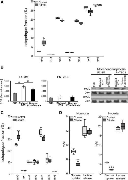 Figure 2. Extracellular citrate uptake modifies cancer cell metabolism. PC-3M cells were incubated for 24 hours with 4 mmol/L [U-13C]glucose with or without the addition of 200 μmol/L unlabeled citrate. A, Isotopologue fractions of citrate are shown. *, P < 0.05; n = 3. B, Differences in ROS synthesis determined by flow cytometry for PC-3M (left) and PNT2-C2 (middle) cells. Cells were incubated in media containing FCS, dialyzed FCS + 200 μmol/L citrate, or dialyzed (citrate depleted) serum only. Shown are geometric means ± SD. *, P < 0.05; n ≥ 6. Right, Western blot analysis of mCiC expression in the mitochondrial fraction of PC-3M and PNT2-C2 cells. Cells were grown in media containing FCS, dialyzed (citrate depleted) serum or dialyzed FCS + 200 μmol/L citrate. As control (3rd row), we used pmCiC-specific antibody to confirm lack of plasma membrane/cytosolic protein presence in mitochondria. C, Glutamine metabolism. PC-3M cells were incubated with 2 mmol/L uniformly 13C-labeled glutamine, 25 mmol/L of unlabeled glucose ± 200 μmol/L unlabeled citrate under hypoxic conditions for 24 hours. Isotopologue fractions of citrate are shown. **, P < 0.01; n = 5. D, Amount of glucose consumed and lactate released by PC-3M cells grown for 24 hours with or without 200 μmol/L citrate under normoxic (left) and hypoxic (right) conditions. **, P < 0.01; ***, P < 0.001; n = 3.