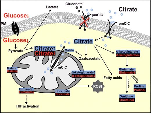 Figure 7. Scheme of metabolic pathways that interact with extracellular citrate based on the present research and previously published data. Red, labeled substrates derived from 13C glucose; black, unlabeled intermediates derived from unlabeled citrate. Decrease or increase in the labeled carbon incorporation shown with arrows illustrate the changes determined in cells incubated with 200 μmol/L extracellular citrate compared with control conditions (without extracellular citrate). Unlabeled citrate (blue) is taken up by cancer cells through pmCiC and enters primarily cytosolic pathways. Our results indicate that this in-turn reduces mitochondrial citrate export into the cytoplasm and decreases ROS synthesis. Unlabeled extracellular citrate is used partially for glutamate and glutamate-derivative as well as fatty acids synthesis. This accompanied by lower glucose is uptake. Application of gluconate (gray) blocks extracellular influx through pmCiC. Elements in the diagram based on results published by other groups are shown with dotted lines.