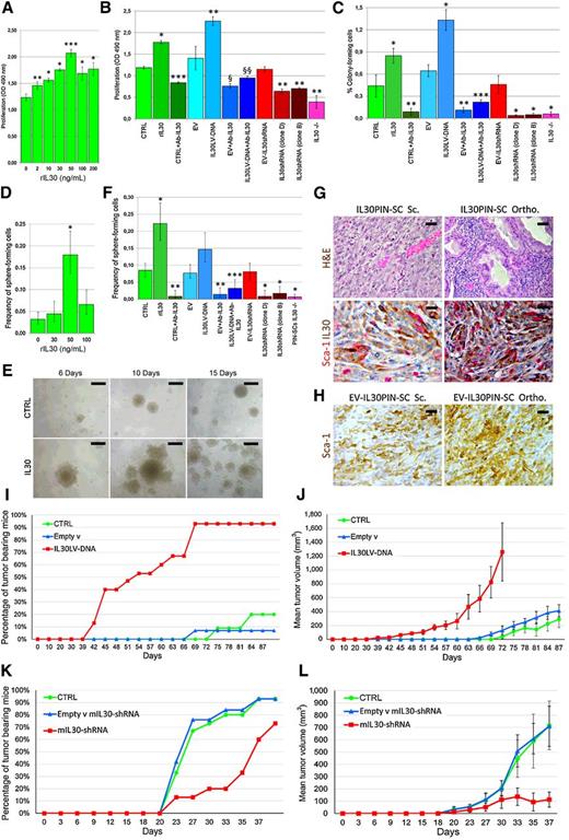 Figure 2. Effects of IL30 on PCSLC proliferation, self-renewal, and tumorigenicity. A, MTT assay of PIN-SCs 48 hours after rIL30 treatment. ANOVA, P < 0.0001. *, P < 0.01, Tukey HSD test compared with untreated PIN-SCs. **, P < 0.05, Tukey HSD test compared with untreated PIN-SCs. ***, P < 0.01, Tukey HSD test compared with PIN-SCs untreated and treated with rIL30 at 2, 10, 30,100, and 200 ng/mL. B, MTT assay of PIN-SCs after treatment with rIL30 (50 ng/mL), or IL30 overexpression, silencing, or knockout. ANOVA, P < 0.0001. *, Tukey HSD test compared with CTRL and EV-IL30shRNA (P < 0.01) or EV (P < 0.05). **, P < 0.01, Tukey HSD test compared with CTRL, EV, or EV-IL30shRNA. ***, Tukey HSD test compared with CTRL (P < 0.05) or EV (P < 0.01). §, P < 0.01, Tukey HSD test compared with CTRL or EV. §§, P < 0.01, Tukey HSD test compared with EV or IL30LV-DNA. C, Colony formation of PIN-SCs after treatment with rIL30 (50 ng/mL), or IL30 overexpression, silencing, or knockout. ANOVA, P < 0.0001. *, P < 0.01, Tukey HSD test compared with CTRL, EV, EV-IL30shRNA. **, P < 0.01, Tukey HSD test compared with CTRL or EV. ***, P < 0.01, Tukey HSD test compared with EV or IL30LV-DNA. D, Sphere-forming capability of PIN-SCs (by ELDA, P < 0.0001) 15 days after treatment with rIL30. *, P < 0.01, χ2 test compared with untreated PIN-SCs, or treated with 30 or 100 ng/mL. E, PIN-SC–derived spheres were dissociated, seeded at concentrations of 1 cell/well, and treated with or without rIL30 (50 ng/mL); scale bars, 100 μm. F, Sphere-forming capabilities (by ELDA, P < 0.0001) of PIN-SCs after treatment with rIL30 (50 ng/mL), or IL30 overexpression, silencing (clones D and B), or knockout. *, P < 0.01, χ2 test compared with CTRL, EV, or EV-IL30shRNA. **, P < 0.01, χ2 test compared with CTRL or EV. ***, P < 0.01, χ2 test compared with EV or IL30LV-DNA. G, Histology and immunohistochemistry (IL30/Sca-1 colocalization) of subcutaneous and orthotopic IL30PIN-SC tumors; scale bars, 50 μm (top right); 30 μm (top left); 20 μm (bottom). H, Sca-1 immunostaining of subcutaneous and orthotopic EV-IL30PIN-SC tumors; scale bars, 30 μm. I and K, Percentage of tumors developed after implantation of IL30–overexpressing (I) or IL30-silenced (K) PIN-SCs (ANOVA, P < 0.001; Tukey HSD test, P < 0.01 vs. both controls). J and L, Mean volume of tumors developed after implantation of IL30–overexpressing (J) or IL30–silenced (L) PIN-SCs (ANOVA, P < 0.0001; Tukey HSD test, P < 0.01 vs. both controls). H&E, hematoxylin and eosin.