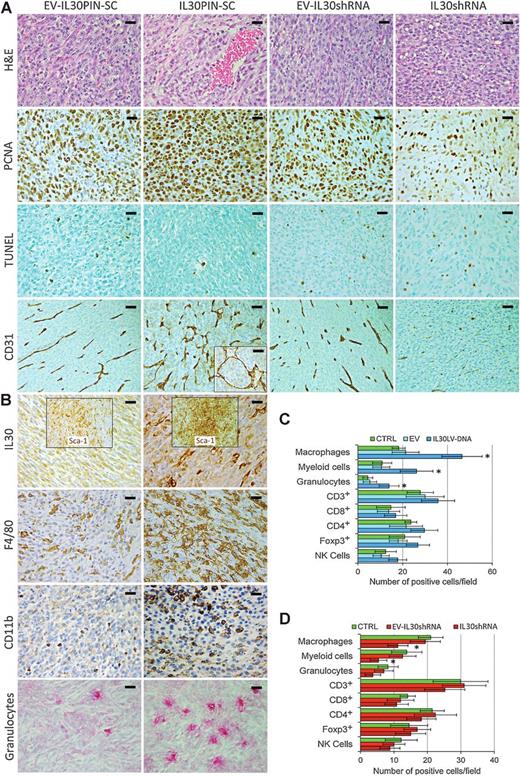 Figure 3. Effects of IL30 overproduction or silencing on subcutaneous PCSLC-derived tumors. A, Histology and immunohistochemistry of IL30PIN-SC and IL30shPIN-SC tumors versus controls; scale bars, 50 μm (bottom); 30 μm (other and inset). B, Immunohistochemical features of IL30PIN-SC and EV-IL30PIN-SC tumors; scale bars, 30 μm; 20 μm (granulocytes). C and D, Immune cells in IL30–overexpressing (C) or IL30-silenced (D) PIN-SC tumors. Results are expressed as mean ± SD of positive cells/field evaluated at ×400 (0.180 mm2 field) by immunohistochemistry. *, values significantly (P < 0.05) different from controls. H&E, hematoxylin and eosin.