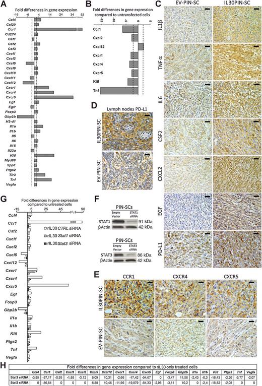 Figure 4. IL30′s ability to regulate gene expression of PCSLCs and PCSLC-derived tumors. A, Fold differences of mRNAs between rIL30–treated and untreated PIN-SCs. A significant threshold of 2-fold change in gene expression corresponded to P < 0.001. B, Fold differences of mRNAs between IL30shPIN-SCs and EV-IL30shPIN-SCs. Results from the latter are comparable to those from untransfected cells. A significant threshold of 2-fold change in gene expression corresponded to P < 0.001. C–E, Immunohistochemical features of prostate draining LNs, IL30PIN-SC, and EV-IL30PIN-SC orthotopic tumors; scale bars, 30 μm. F, Silencing of STAT1 and STAT3 in PIN-SCs, as confirmed by Western blot. G, Fold differences of mRNAs between Stat1 siRNA- or Stat3 siRNA- or CTRL siRNA-transfected PIN-SCs cultured with rIL30 and untreated CTRL siRNA-transfected PIN-SCs. Results from the latter are comparable with those from untreated and untransfected cells. A significant threshold of 2-fold change in gene expression corresponded to P < 0.001. *, P < 0.05 by Student t test compared with rIL30–treated CTRL siRNA-transfected PIN-SCs. H, Fold differences of mRNAs between Stat1 siRNA- or Stat3 siRNA-transfected PIN-SCs cultured with rIL30 and rIL30–treated CTRL siRNA-transfected PIN-SCs. A significant threshold of 2-fold change in gene expression corresponded to P < 0.001.