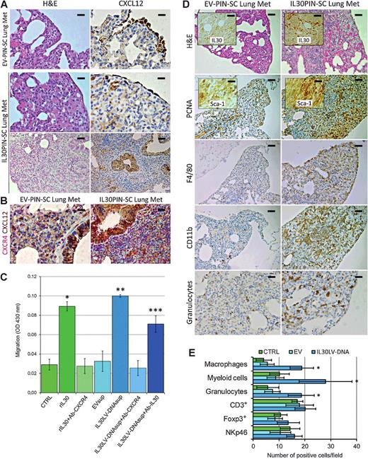 Figure 5. IL30 favors PCSLC metastasis to the lungs involving CXCR4/CXCL12 axis. A, Histology and immunohistochemistry of lung metastasis in IL30PIN-SC and EV-IL30PIN-SC tumor bearing mice. Scale bars, 50 μm (bottom); 30 μm (other). B, Expression of CXCR4 and CXCL12 in lung metastasis developed in IL30PIN-SC and EV-IL30PIN-SC tumor-bearing mice; scale bars, 30 μm. C, Migration of IL30–treated PIN-SCs toward CXCL12. Results are expressed as mean ± SD. ANOVA, P < 0.0001. *, Tukey HSD test compared with CTRL and rIL30+Ab-CXCR4 (P < 0.05) or EVsup and IL30LV-DNAsup+Ab-CXCR4 (P < 0.01). **, P < 0.01, Tukey HSD test compared with CTRL, rIL30+Ab-CXCR4, EVsup, and IL30LV-DNAsup+Ab-CXCR4. ***, Tukey HSD test compared with CTRL, rIL30+Ab-CXCR4, EVsup, and IL30LV-DNAsup+Ab-CXCR4 (P < 0.01) or IL30LV-DNAsup (P < 0.05). D, Histology and immunohistochemistry of lung metastasis in mice bearing orthotopic IL30PIN-SC and EV-PIN-SC tumors; scale bars, 50 μm; 30 μm (bottom and insets). E, Immune cells in lung metastasis of mice bearing orthotopic IL30PIN-SC tumors versus controls. Results are expressed as mean ± SD of positive cells/field (×400) evaluated by immunohistochemistry. *, values significantly (P < 0.05) different from values in EV-PIN-SC and PIN-SC tumors. H&E, hematoxylin and eosin.