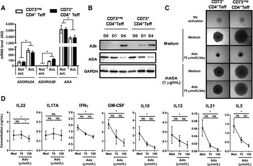 Figure 4. Ado suppresses proliferation and restricts polyfunctional CD73+CD4+ Teffs to IL17A secretion. A, Gene expression profiles of ADA and Ado receptors (AdoRa2a and AdoRa2b) were extracted from transcriptomic analyses of purified resting CD73+ or CD73− CD4+ Teffs (statistical analysis, two-way ANOVA). B, AdoRa2b and ADA proteins levels in CD73+ and CD73− CD4+ Teffs before and after 1- or 4-day activation with expand beads were quantified by Western blot analysis. C, The impact of Ado (75 μmol/L/day) on the proliferation of purified CD73+ or CD73neg CD4+ Teffs after activation using expand beads (1:4) was assessed by microscopy after 4 days. In some conditions, cells were preincubated for 30 minutes with rhADA (1 μg/mL) before adding Ado. Data are representative of three donors. D, The impact of metronomic doses of Ado (37.5 μmol/L or 75 μmol/L/day) on cytokine secretion (IL22, IL17A, IFNγ, GM-CSF, IL10, IL13, IL21, and IL3) by purified CD73+CD4+ Teffs was quantified by Multiplex Luminex assay in the supernatant of cells after a 48-hour–culture period with expand beads (1:4; statistical analysis, Friedman test). *, P < 0.05; ns, nonsignificant.