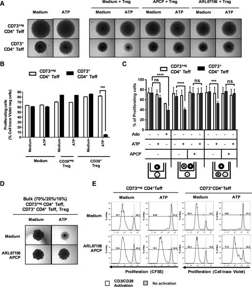 Figure 5. Isolated CD73+ CD4+ Teffs are preferential target of CD39+ Tregs through the generation of Ado. A and B, The impact of ATP (18.75 μmol/L/day) on the proliferation of purified CD73+ or CD73neg CD4+ Teffs alone or in coculture with total Tregs (A), or cell-sorted CD39+ and CD39neg Tregs (B) at a ratio of 1:1 was assessed by microscopy (A) or by CTV dilution (B) 4 days after their activation with expand beads (ration 1:4). C, Similar experiments were performed using Transwell plates. CD73+ (black) and CD73neg (white) CD4+ Teffs were cultured in the top and bottom chambers, respectively, in the presence of with expand beads (ratio 1:4), with or without ATP (18.75 μmol/L/day) or Ado (75 μmol/L/day), and total Tregs (R) were added either in the top or bottom chamber. D and E, The impact of ATP was also assessed on the proliferation of CD73+ and CD73neg CD4+ Teffs after the addition of Tregs, all present at a physiologic ratio (20%/70%/10%), by microscopy and by FC, by measuring the dilution of proliferation markers (CTV: CD73+CD4+ Teffs; CFSE: CD73negCD4+ Teffs). The impact of CD73 and CD39 was assessed by preincubating cells with inhibitors of CD73 (APCP, 50 μmol/L) and CD39 (ARL-67156, 250 μmol/L) for 30 minutes. ****, P < 0.0001; ns, nonsignificant.