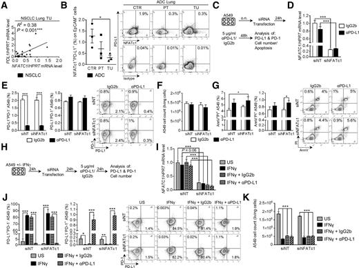 Figure 2. Influence of siRNA-mediated knockdown of NFATC1 in tumor cells on the response to PD-L1 inhibitors. A, Correlation between NFATC1 and PD-L1 (NTU = 24) mRNA expression in the lung TU region of patients with NSCLC. B, Flow cytometry analysis of NFATc1+PD-L1+EpCAM+ cells (%) in total lung cell suspension of the CTR, PT, and TU region of patients with ADC (NCTR = 3, NPT = 3, NTU = 3). C, Experimental design. A549 cells were cultured overnight, followed by transfection with a NFATC1-directed siRNA (siNFATc1) or a nontargeting siRNA (siNT). Twenty-four hours later, A549 cells were incubated with 5 μg/mL αPD-L1 antibody or IgG2b isotype control, followed by another 48-hour incubation time and subsequent analysis of NFATC1 mRNA expression (D), PD-L1+PD-1− as well as PD-L1−PD-1+ A549 cells (%; E), A549 cell number (F), and AnnV+PI+ and AnnV−PI+ apoptotic A549 cells (IgG2b: NsiNT = 6, NsiNFATc1 = 6; αPD-L1: NsiNT = 6, NsiNFATc1 = 6; G). H, Experimental design. A549 cells were cultured with ± 50 ng/mL IFNγ for 24 hours, followed by transfection with siNFATc1 or siNT. Twenty-four hours later, A549 cells were incubated with 5 μg/mL αPD-L1 antibody or IgG2b isotype control, followed by another 24-hour incubation time and subsequent analysis of NFATC1 mRNA expression (I), PD-L1+PD-1− as well as PD-L1−PD-1+ A549 cells (%; J), and A549 cell number (unstimulated, US: NsiNT = 3, NsiNFATc1 = 3; IFNγ: NsiNT = 3, NsiNFATc1 = 3; IFNγ+IgG2b: NsiNT = 3, NsiNFATc1 = 3; IFNγ+αPD-L1: NsiNT = 3, NsiNFATc1 = 3; K). N values are given per group. Data are shown as mean values ± SEM using Student two-tailed t test. *, P < 0.05; **, P < 0.01; ***, P < 0.001.