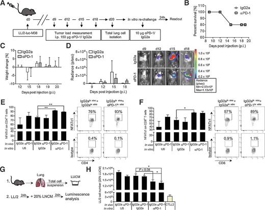 Figure 6. αPD-1 antibody treatment induced NFATc1 in CD4+ and CD8+ T cells. A, Experimental design. Lung tumor growth was induced via intravenous injection of LL/2-luc-M38 (LL/2) lung carcinoma cells in C57BL/6 wild-type (WT) mice. At day 9, 12, 15, and 18 p.i., mice were treated intraperitoneally (i.p.) with αPD-1 antibody or IgG2a isotype control and tumor load was analyzed via an in vivo bioluminescence–based imaging system. At day 20 p.i., total lung cells were in vitro rechallenged with αPD-1 and IgG2a antibodies for 24 hours. B-D, Overall survival rate (%), weight change (%;C), and radiance (photon flux/second; D) of C57BL/6 WT mice in vivo treated with αPD-1 or IgG2a antibodies (day 9–18 NIgG2a = 5, NαPD-1 = 5; day 18–20 NIgG2a = 4, NαPD-1 = 4). E and F, Total lung cell suspension of C57BL/6 WT mice in vivo treated with αPD-1 or IgG2a antibodies was in vitro rechallenged with αPD-1 or IgG2a antibodies or left unstimulated (US). Flow cytometry analyses of NFATc1 in CD4+ T cells (%; E) and NFATc1 in CD8+ T cells (%; USIn vitro: NIgG2a = 3, NαPD-1 = 3; IgG2aIn vitro: NIgG2a = 3, NαPD-1 = 3; αPD-1In vitro: NIgG2a = 3, NαPD-1 = 3; F). G, Experimental design. Cytotoxicity assay of LL/2 cells incubated with supernatant from total lung cells (= lung-conditioned medium, LUCM) of C57BL/6 WT mice in vivo treated with αPD-1 or IgG2a and in vitro rechallenged with αPD-1 or IgG2a antibodies or left unstimulated (US). LL/2 cells were incubated with 20% LUCM for 24 hours, followed by luminescence analysis to determine LL/2 cell numbers. H, Results of LL/2 cytotoxicity assay. Supernatant of CTLL2 cells was used as a positive control (USIn vitro: NIgG2a = 4, NαPD-1 = 4; IgG2aIn vitro: NIgG2a = 4, NαPD-1 = 4; αPD-1In vitro: NIgG2a = 4, NαPD-1 = 4; CTLL2: N = 3). N values are given per group. Data are shown as mean values ± SEM using Student two-tailed t test. *, P < 0.05; **, P < 0.01; ***, P < 0.001.