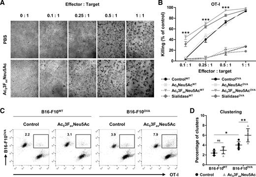 Figure 5. Sialic acid blockade enhances tumor cell killing by cytotoxic T cells. A and B, In vitro killing of B16-F10WT and B16-10OVA target cells with blocked sialic acid expression by OVA-specific effector OT-I CD8+ T cells. A, Representative images show lysis of B16-F10OVA cells treated with PBS (top row) or Ac53FaxNeu5Ac (bottom row). B, Graph shows average killing percentage ± SEM of sialic acid mimetic or sialidase-treated B16-F10WT and B16-F10OVA cells (n = 6). C and D, Effect of sialic acid blockade on B16-F10-OT-I CD8+ T-cell clustering. PBSE-labeled B16-F10WT or B16-F10OVA cells pretreated with control or Ac53FaxNeu5Ac were incubated with CFSE-labeled OT-I CD8+ T cells. Representative plots (C) and dot plot (D) showing average number of clusters ± SEM from three independent experiments.
