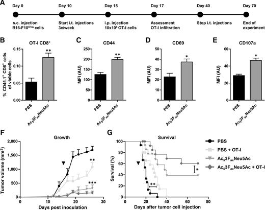 Figure 6. Intratumoral Ac53FaxNeu5Ac injections promote adoptive OT-I CD8+ T-cell transfer therapy. A–G, Combined effect of Ac53FaxNeu5Ac treatment and adoptive OT-I CD8+ T-cell transfer on B16-F10OVA tumor growth. Schematic representation of the experiment (A). Bar diagrams show average percentage ± SEM of tumor-infiltrating CD45.1+ OT-I CD8+ T cells two days after adoptive transfer (B) and their expression of activation markers CD44 (C), CD69 (D), and CD107a (E) as average mean fluorescence intensity (MFI) ± SEM (n = 3). Graph showing average tumor volume ± SEM (F) and Kaplan–Meier curves showing percentage survival (G) of the different treatment groups (n = 12). Arrow, OT-I CD8+ T-cell transfer. AU, arbitrary unit.