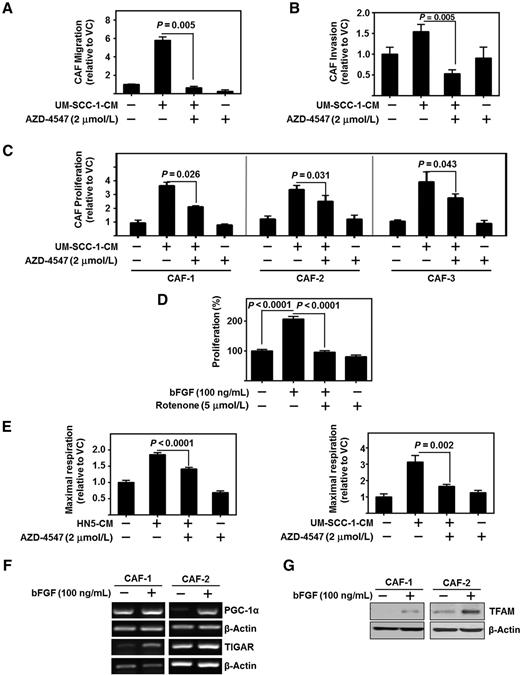 Figure 4. HNSCC regulates CAFs through bFGF induction of OXPHOS. A, HNSCC-CM (UM-SCC-1)–enhanced CAF migration is attenuated by AZD-4547 (2 μmol/L). Migration assessed using transwell assay. Data represent cumulative results from three independent experiments and are normalized to cell viability. B, HNSCC-CM (UM-SCC-1)–enhanced CAF invasion is attenuated by AZD-4547 (2 μmol/L). Invasion assessed using transwell assay. Data represent cumulative results from three independent experiments and are normalized to cell viability. Error bars, ± SEM. C, HNSCC-CM–enhanced CAF proliferation is attenuated by AZD-4547 (2 μmol/L). Three CAF lines were treated with UM-SCC-1-CM and/or AZD-4547. Graphs depict three independent experiments for each cell line. D, HNSCC-induced CAF proliferation is dependent on OXPHOS. Proliferation of CAFs in the presence of bFGF (100 ng/mL) and/or rotenone (5 μmol/L). Graph depicts cumulative results of three experiments plated in triplicate; error bars, ± SEM. E, CAFs were treated with HN5-CM or UM-SCC-1-CM and/or FGFR inhibitor, AZD-4547 (2 μmol/L). Data normalized to protein content per well. Graph depicts fold change in maximum respiration normalized to basal media control cells. F, Representative PCR product of PGC-1α and TIGAR from two patient-derived CAF lines treated with bFGF (100 ng/mL); β-actin served as loading control. G, Representative immunoblot of TFAM from two patient-derived CAF lines treated with bFGF (100 ng/mL). β-Actin served as loading control.