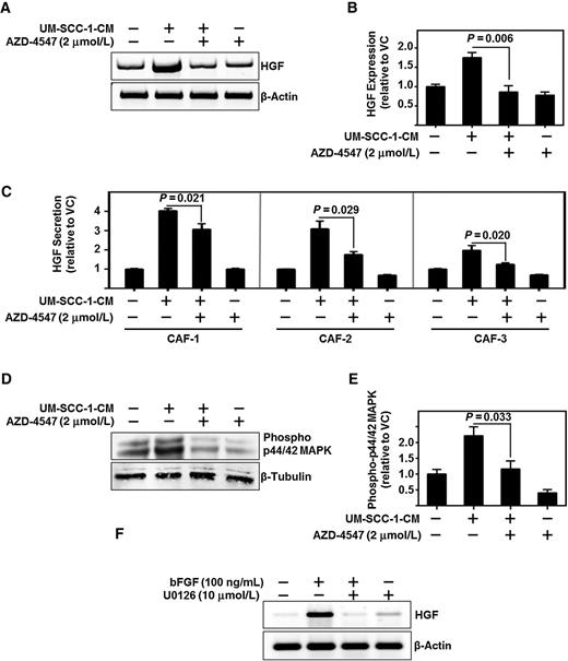 Figure 5. HNSCC cells regulate HGF levels in CAFs via FGFR and MAPK. A and B, Representative PCR product of HGF and β-actin (used as loading control) in CAFs treated with UM-SCC-1-CM and/or FGFR inhibitor, AZD-4547 (2 μmol/L). Graph depicts cumulative results of three independent experiments. C, ELISA protein assessment of HGF secreted from three CAF lines treated with UM-SCC-1-CM and/or AZD4547 (2 μmol/L). Graph depicts cumulative results from three independent experiments normalized to vehicle control-treated CAF. D and E, Representative immunoblot of phospho–p44/42 MAPK and β-tubulin (used as loading control) in CAFs treated with UM-SCC-1-CM and/or AZD4547 (2 μmol/L). Graph depicts cumulative results from three independent experiments of phospho–p44/42 MAPK/β-tubulin normalized to vehicle control-treated CAFs. F, Representative PCR product of HGF and β-actin (used as loading control) of CAF treated with either bFGF (100 ng/mL) and/or p44/42 MAPK inhibitor, U0126 (10 μmol/L).