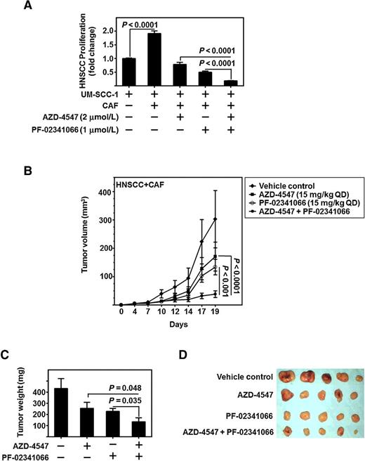 Figure 6. Dual inhibition of c-Met and FGFR reduces HNSCC tumor growth in vitro and in vivo. A, CAF-facilitated UM-SCC-1 proliferation attenuated in FGFR inhibitor, AZD-4547 (2 μmol/L), or c-Met inhibitor, PF-02341066 (1 μmol/L), or combination of AZD-4547 and PF-02341066. Graph depicts cumulative results of CFSE-sorted UM-SCC-1 counted by flow cytometry from three independent experiments and normalized to UM-SCC-1 alone with no CAFs. B, CAF (0.5 × 106 cells)-HNSCC (1 × 106 cells) admixed tumor inoculated subcutaneously in athymic nude-Foxn1nu mice volume decreases with treatment of AZD-4547 [15 mg/kg every day (QD)] and/or PF-02341066 (15 mg/kg every day; n = 5/group). C, Graph depicts mean tumor weight of each treatment group from admixed CAF-HNSCC xenograft experiment depicted in B. Error bars, ± SEM. D, Gross images of tumors excised from CAF-HNSCC xenograft experiment depicted in B.