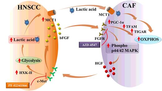 Figure 7. Schematic representation of tumor–stroma metabolic symbiosis. HNSCC-secreted bFGF increases p44/42 MAPK phosphorylation, which induces secretion of HGF from CAFs, which bind to the c-Met receptor on HNSCC cells inducing secretion of bFGF from HNSCC cells. Furthermore, HGF regulates the expression of hexokinase-II (HXK-II) and increases cellular glycolysis. Lactic acid produced through glycolysis is transported out of the cells by monocarboxyl transporter 1 (MCT1). The lactic acid is used by CAFs as a source of energy through OXPHOS. OXPHOS in CAFs is induced by agonization of FGFR by bFGF. This induces increased expression of PGC-1α and TFAM, which increase OXPHOS. In addition, bFGF induces the expression of TIGAR (p53-inducible regulator of glycolysis and apoptosis), which downregulates glycolysis and increases OXPHOS. All in all, CAFs and HNSCC metabolically couple to facilitate tumor progression, and targeting this symbiosis inhibits tumor growth.
