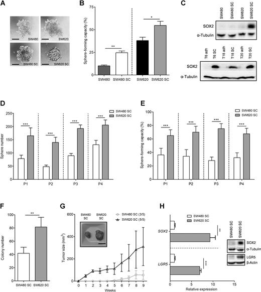 Figure 1. Metastatic SW620 SC displays prominent TIC properties. Morphologic features (A) and quantification (B) of spheroids formed by SW480 and SW620 parental and SC ells in limiting dilution assays; scale bar, 100 μm. Data presented as mean ± SEM of three independent experiments. C, SOX2 protein expression of SW480 and SW620 parental and SC cells (top) as well as of patient-derived T6, T18, and T20 SCs and adherent counterparts (adh; bottom); representative figure of at least two independent experiments. Sphere formation assays over consecutive passages (P1–P4) for SW480 and SW620 SCs with 1,000 cells per well (D) or different densities (i.e., 1, 2, or 3 cells per well; E) in limiting dilution experiments. Data presented as mean ± SD for D and as mean, with 95% confidence interval for E. F, Colony formation assays were used to determine the clonogenic capacity of SW480 and SW620 SCs. Data presented as mean ± SD; representative figure of three independent experiments. G, In vivo tumor growth in NOD/SCID mice following subcutaneous injection of 100 cells derived from SW480 or SW620 SCs; data presented as mean ± SEM. Representative picture of extracted tumors, 9 weeks after injection; scale bar, 1 cm; tumor incidence is indicated in brackets. H, Relative mRNA and protein expression of SOX2 and LGR5 in SW480 and SW620 SCs; data presented as mean ± SEM (for qPCR) and as representative picture (for Western blot analysis) of three independent experiments. Statistical significance was assessed with an unpaired Student t test for B, D, F, and H, with a χ2 test for E, and with a two-way ANOVA test for G (*, P < 0.05; **, P < 0.01; and ***, P < 0.001).