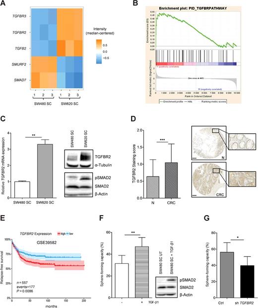 Figure 2. TGFBR2 signaling is enhanced in metastatic SW620 TICs. A, Heatmap depicting median-centered expression intensities of selected TGFβ-signaling–related genes, obtained by microarray analysis of SW480 and SW620 SCs (accession number GSE89523). B, Gene set enrichment analysis for the pathway interaction database (PID) TGFBR pathway (c2.cp.v4.0 curated gene sets) using SW480 and SW620 SC microarray data (dataset GSE89523). PID_TGFBRPATHWAY showed a positive normalized enrichment score (NES = 1.51) in SW620 SCs. C, Relative TGFBR2 mRNA expression (left), TGFBR2 and SMAD2 protein expression as well as SMAD2 phosphorylation (right) of SW480 and SW620 SCs. Data presented as mean ± SEM of three independent qPCR experiments and as representative picture of at least three independent Western blots. D, IHC staining of TGFBR2 (sc-400 antibody, Santa Cruz Biotechnology) on paired colorectal cancer (CRC) tissue microarrays. Matched tumor (CRC; n = 65) and control mucosa (N; n = 65) samples were scored for intensity of TGFBR2-positive cells, ranging from 0 (no signal) to 2 (strong signal). When present, the signals were mainly cytoplasmic and located at the luminal side of the cell, both for normal enterocytes and for malignant colorectal cancer cells; scale bar, 200 μm. E, Relapse-free colorectal cancer patient survival, according to TGFBR2 expression in publicly available dataset GSE39582 (28); 95% confidence intervals depicted as colored areas; number of relapse cases (i.e., events) = 177. F, Self-renewal capacity as well as SMAD2 activation (pSMAD2) and protein expression of SW480 SCs after stimulation with 1 nmol/L TGF-β1. G, Self-renewal capacity of SW620 SCs after lentiviral transduction of either a TGFBR2 shRNA pool or the corresponding control vector. Representative figures of at least three independent Western blots or limiting dilution assays (with 1, 2, or 3 cells per well) for F and G, respectively; data shown as mean with 95% confidence interval. Statistical significance was assessed with an unpaired Student t test for C, with a paired Student t test for D, with the Cox proportional hazard model for E, and with a χ2 test for F and G (*, P < 0.05; **, P < 0.01; and ***, P < 0.001).