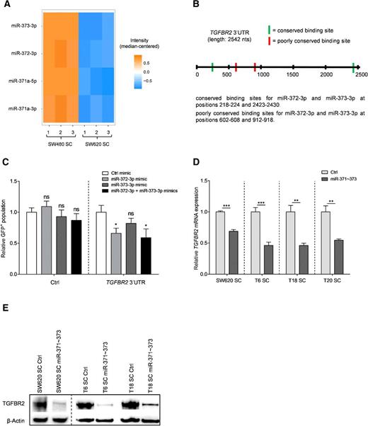 Figure 3. miR-371∼373 cluster inhibits TGFBR2 expression in colon TICs. A, Heatmap depicting median-centered expression intensities of all mature members of the miR-371∼373 cluster, obtained by miRNA microarray analysis of SW480 and SW620 SCs (dataset GSE89522). B, Schematic representation of miR-372-3p and miR-373-3p binding sites in the 3′UTR of their potential target gene TGFBR2. Binding site information and 3′UTR length were retrieved from TargetScan v6.2 (www.targetscan.org). C, Reporter assay showing the relative fraction of GFP+ cells following miRNA mimic treatment of SW620 SCs that were transduced with a control vector (left) or with a GFP-containing TGFBR2 3′UTR vector (right), respectively. Data presented as mean ± SD; representative figure of three independent experiments. Relative TGFBR2 mRNA (D) and TGFBR2 protein expression (E) following stable overexpression of the miR-371∼373 cluster in different SCs. Data presented as mean ± SD for D; representative figures of three (D) and two (E) independent experiments, respectively. Effects were further validated in two additional independent clones for T18 SCs. Statistical significance was assessed with an unpaired Student t test for C and D; ns, not significant; *, P < 0.05; **, P < 0.01; and ***, P < 0.001.