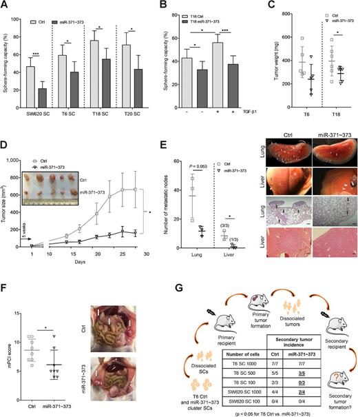 Figure 4. miR-371∼373 cluster represses TIC properties. A, Self-renewal capacity of different SCs after stable overexpression of the miR-371∼373 cluster, assessed by limiting dilution analysis (with 1, 2, or 3 cells per well). Data shown as mean with 95% confidence interval; representative figure of at least three independent experiments. B, Effect of stable miR-371∼373 cluster overexpression and/or 1 nmol/L TGFβ1 stimulation on the self-renewal capacity of T18 SCs. Representative figure of two independent experiments, shown as mean with 95% confidence interval. C, Weight of extracted tumors, 9 weeks after subcutaneous injection of 100 cells derived from primary T6 and T18 SCs, following lentiviral transduction of miR-371∼373 cluster or corresponding control vector, respectively; n = 5 for T6 and n = 6 for T18; data shown as mean ± SD. D, In vivo tumor growth in NSG mice, following subcutaneous injection of 100 SW620 SC-derived cells, following lentiviral transduction of miR-371∼373 cluster or respective control vector. Data presented as mean ± SEM; n = 5. Representative picture of extracted tumors, 9 weeks after injection. E, Quantification and representative picture of in vivo liver and lung metastasis formation in NSG mice. Hematoxylin and eosin–stained tissue sections were performed following intravenous injection of 1 × 106 T18 SC cells that were transduced with miR-371∼373 cluster or control vector, respectively. Metastatic nodes (arrows in lung sections) per organ (liver) or per lobe (lung) were counted under a microscope. Incidence of liver metastasis is indicated in brackets. Data presented as mean ± SD; n = 3 mice per group; scale bar, 200 μm. F, Tumor distribution in mice measured by the modified PCI score after intraperitoneal engraftment with 7.5 × 105 T6 SC cells overexpressing the miR-371∼373 cluster, or respective control cells. Data presented as mean ± SD; representative pictures of peritoneal cavities; n = 8 mice. G, Serial in vivo limiting dilution experiment with T6 and SW620 SCs, following stable overexpression of miR-371∼373 cluster or corresponding control vector. After a first round of xenotransplantation, extracted tumors were dissociated and different cell densities were subcutaneously injected into secondary recipient NSG mice. Secondary tumor incidence was evaluated after 12 weeks. Statistical significance was assessed with a χ2 test for A, B, and G, a paired Student t test for C, a two-way ANOVA test for D, and an unpaired Student t test for E and F. *, P < 0.05; ***, P < 0.001.
