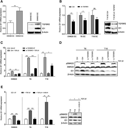 Figure 6. TGFBR2 regulates ID1 in different colon TIC cultures. Relative ID1 mRNA expression (left) as well as TGFBR2 and ID1 protein expression (right) in SW480 and SW620 SCs (A) and after stable knockdown of TGFBR2 in different SCs (B); qPCR data presented as mean ± SD; representative figures of three independent experiments. Effect of TGFBR2 siRNA (25 nmol/L, 72 hours) and/or TGFβ1 stimulation (400 pmol/L, 1 hour) on the relative expression of ID1 mRNA (C) and on SMAD2 activation (pSMAD2) as well as on SMAD2 and ID1 protein expression of different adherent cultures (D). Representative figures of two independent experiments; qPCR data shown as mean ± SD. E, Effect of the TGFBR1 inhibitor A-83-01 (10 μmol/L, 4 hours) and/or TGFβ1 stimulation (400 pmol/L, 1 hour) on the relative expression of ID1 mRNA (left) and on SMAD2 activation (pSMAD2) as well as on SMAD2 and ID1 protein expression (right) of different adherent cultures. Representative figure of two (left) or three (right) independent experiments, respectively; qPCR data shown as mean ± SD. Statistical significance was assessed with an unpaired Student t test for A, B, C, and E; ns, not significant; *, P < 0.05; **, P < 0.01; and ***, P < 0.001.