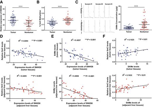 Figure 1. SNHG6 is negatively correlated with SAMe-dependent genomic methylation in vivo. A, qPCR analysis of SNHG6 expression in the tumor and adjacent liver tissues from 50 patients with HCC. B, ELISA tested the degree of 5mC in 50 HCC tissues and paired adjacent liver tissues. C, UPLC testing of SAMe concentration (blue curve) in 50 HCC tissues and paired adjacent liver tissues. D, Bivariate correlation analysis for the relationship between SNHG6 expression and 5mC content in 50 HCC tissues (top) and paired adjacent liver tissues (bottom). E, Bivariate correlation analysis for the relationship between SNHG6 expression and the SAMe concentration in 50 HCC tissues (top) and paired adjacent liver tissues (bottom). F, Bivariate correlation analysis for the relationship between the degree of 5mC and the SAMe concentration in 50 HCC tissues (top) and paired adjacent liver tissues (bottom; **, P < 0.01; ***, P < 0.001).