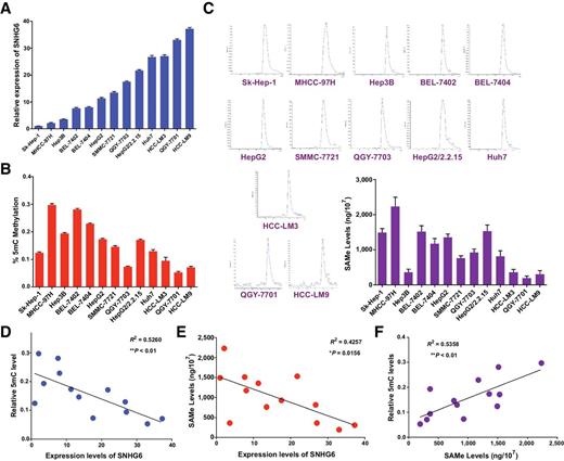 Figure 2. SNHG6 is negatively correlated with SAMe-dependent genomic methylation in vitro. A, qPCR analysis of SNHG6 expression in different hepatoma cell lines. B, ELISA tested the degree of 5mC in 13 different cell lines. C, UPLC testing (blue curve) for the SAMe concentration in different hepatoma cell lines. D, Bivariate correlation analysis for the relationship between SNHG6 expression and the 5mC content in 13 hepatoma cell lines. E, Bivariate correlation analysis for the relationship between SNHG6 expression and the SAMe concentration in different hepatoma cell lines. F, Bivariate correlation analysis for the relationship between the SAMe concentration and the 5mC content in 13 hepatoma cell lines (*, P < 0.05; **, P < 0.01).