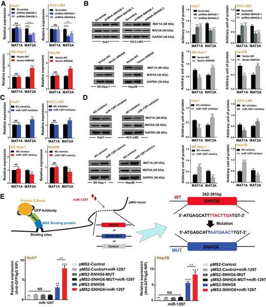 Figure 4. SNHG6 regulates MAT1A/MAT2A expression by competitively binding to miR-1297. A, qPCR analyses of the expression of MAT1A/2A after SNHG6 knockdown in Huh7 and HCC-LM3 cells (top) or SNHG6 overexpression in SK-Hep-1 and Hep3B cells. B, Western blot (left) and quantitative (right) analyses of MAT1A/2A expression after the transfection of shRNA-SNHG6 in Huh7 and HCC-LM3 cells and the transfection of vector-SNHG6 in SK-Hep-1 and Hep3B cells. C, qPCR analyses for MAT1A/2A expression after transfecting miR-1297 inhibitor into Huh7 and HCC-LM3 cells and after transfecting miR-1297 mimics into SK-Hep-1 and Hep3B cells. D, Western blot (left) and quantitative (right) analyses of MAT1A/2A expression after the transfection of miR-1297 inhibitor into Huh7 and HCC-LM3 cells and mimics into SK-Hep-1 and Hep3B cells. E, miRNA qPCR followed by MS2-RIP to detect miR-1297 expression endogenously associated with SNHG6 (*, P < 0.05; **, P < 0.01; ***, P < 0.001; NS, not significant).