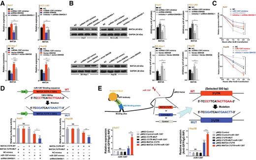 Figure 5. SNHG6 promoted MAT2A expression by decreasing the direct binding of miR-1297 to the MAT2A 3′UTR. A, qPCR analyses were performed to measure MAT2A mRNA levels after transfection of the miR-1297 inhibitor into Huh7 and HCC-LM3 cells and cotransfection with the shRNA-SNHG6 (top); MAT2A mRNA levels were measured after transfection with miR-1297 mimics in SK-Hep-1 and Hep3B cells and cotransfection with vector-SNHG6 (bottom). B, Western blot (left) and quantitative (right) analyses for MAT2A expression after the transfection of miR-1297 inhibitor and/or shRNA-SNHG6 into Huh7 and HCC-LM3 cells. We also measured the expression after the transfection of miR-1297 mimics and/or vector-SNHG6 into SK-Hep-1 and Hep3B cells. C, ActD treatment and qPCR analysis were conducted to verify the posttranscriptional regulation of MAT2A mRNA by miR-1297. The effects were counteracted after the cotransfection of the inhibitor and shRNA-SNHG6 into Huh7 or Hep3B cells, respectively, or mimics and vector-SNHG6 into Huh7 or Hep3B cells, respectively. D, Vector-MAT2A was cotransfected into Huh7 and Hep3B cells with the miR-1297 mimics and/or shRNA-SNHG6. Luciferase activities were measured by dual luciferase analysis. The data are presented as the relative luciferase activity normalized to the Renilla activity. E, miRNA qPCR followed by MS2-RIP to detect miR-1297 endogenously associated with MAT2A mRNA. *, P < 0.05; **, P < 0.01; ***, P < 0.001; NS, not significant.