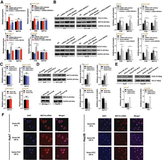 Figure 6. SNHG6 may increase FUS levels to regulate MAT1A mRNA nucleocytoplasmic shuttling. A, qPCR analysis was performed to measure FUS and MAT1A mRNA levels after transfection with miR-1297 inhibitor and/or shRNA-SNHG6 in Huh7 and HCC-LM3 cells (top); the expression was also measured after transfection with miR-1297 mimics and/or vector-SNHG6 in SK-Hep-1 and Hep3B cells (bottom). B, Western blot (left) and quantitative (right) analyses were performed to measure MAT1A protein levels after transfection with miR-1297 inhibitor and/or shRNA-SNHG6 in Huh7 and HCC-LM3 cells. Western blot analysis was also performed to measure MAT1A protein levels after transfection with miR-1297 mimics and/or vector-SNHG6 in SK-Hep-1 and Hep3B cells. C, qPCR was performed to detect MAT1A mRNA after FUS knockdown in Huh7 and HCC-LM3 cells and FUS overexpression in SK-Hep-1 and Hep3B cells. D, Western blot (left) and quantitative (right) analyses were performed to measure MAT1A protein levels after FUS knockdown in Huh7 and HCC-LM3 cells and FUS overexpression in SK-Hep-1 and Hep3B cells. E, Western blot (top) and quantitative (bottom) analyses were performed to measure FUS protein levels in the nucleus at 48 hours after FUS overexpression in Huh7 and Hep3B cells. F, RNA FISH was conducted to visualize MAT1A mRNA being trapped in the nucleus at 48 hours after FUS overexpression in Huh7 and Hep3B cells. Scale bars, 32 μm; *, P < 0.05; **, P < 0.01; ***, P < 0.001; NS, not significant.