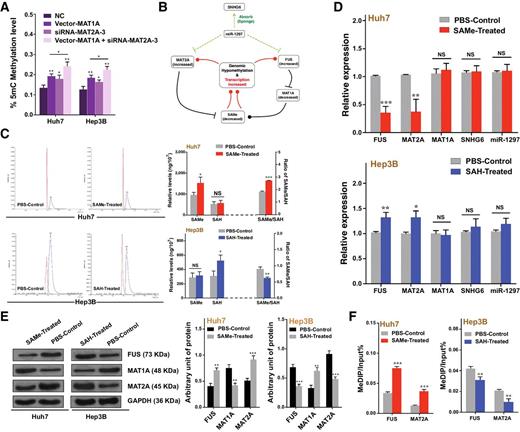 Figure 7. SNHG6 regulates the SAMe steady-state concentration via two coupled miR-1297–mediated SAMe-dependent positive feedback loops. A, ELISA was performed to detect 5mC levels after MAT1A overexpression and/or MAT2A knockdown in Huh7 and Hep3B cells. B, A simplified schematic of the proposed mechanism for SNHG6 regulation of the SAMe steady-state concentration. C, SAMe (blue curve) and SAH (red curve) levels and their ratio were measured by UPLC in Huh7 (top) and Hep3B (bottom) cells treated with exogenous SAMe and SAH, respectively. D, Huh7 and Hep3B cells were treated with SAMe and SAH, respectively, and harvested for qPCR analysis to measure FUS, MAT2A, MAT1A, miR-1297, and SNHG6 mRNA levels. E, Western blot (left) and quantitative (right) analyses were performed to measure FUS, MAT1A, and MAT2A protein levels after SAMe and SAH treatment in Huh7 and Hep3B cells, respectively. F, MeDIP with qPCR was performed to measure the methylation status of the FUS and MAT2A genes. The data are shown as the mean ± SD from three independent experiments. *, P < 0.05; **, P < 0.01; ***, P < 0.001; NS, not significant.