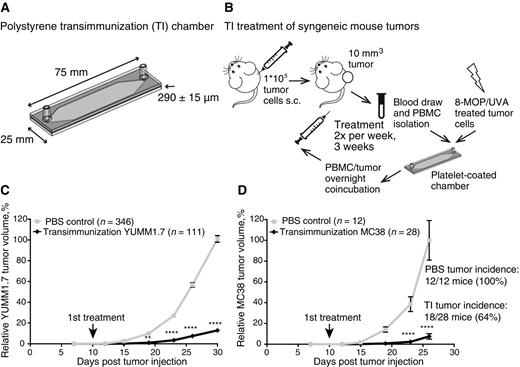 Figure 1. TI treatment significantly reduces growth of mouse syngeneic tumors. A, Diagram and specifications of TI treatment chamber. B, Schematic description of TI treatment experimental workflow. Briefly, animals are inoculated subcutaneously with syngeneic tumor cells; animals with palpable tumors are treated twice weekly by blood draw, isolation of PBMC from blood, PBMC flow passage through the autologous platelet-coated TI chamber in the presence of 8-MOP/UVA-treated tumor cells, PBMC and tumor cell coincubation overnight, and reinjection of the cells intravenously into the same tumor-bearing animals. Tumor volume is measured throughout the experiment. C, Mean relative tumor volume over time plotted for C57BL/6 mice inoculated with 1 × 105 YUMM1.7 tumor cells and receiving either six TI treatments (TI), or bled on the same schedule but receiving six sterile PBS reinfusions (PBS). Arrow, first treatment day. Data are cumulative over nine independent experiments. D, Mean relative tumor volume over time plotted for C57BL/6 mice inoculated with 1 × 105 MC38 tumor cells; treatments as in C. Arrow, first treatment day. Data are cumulative over two independent experiments. Tumor incidence defined by tumor volume >5 mm3 (tumor) or <5 mm3 (no/regressed tumor) at the final measurement. C and D, For each individual experiment, tumor volumes were normalized to the average final volume of PBS control tumors for that experiment. The mean relative tumor volumes were then calculated for the cumulative data. Error bars, SEM. P values calculated for each time point using Sidak multiple comparisons test; **, P = 0.0013 and ****, P < 0.0001.