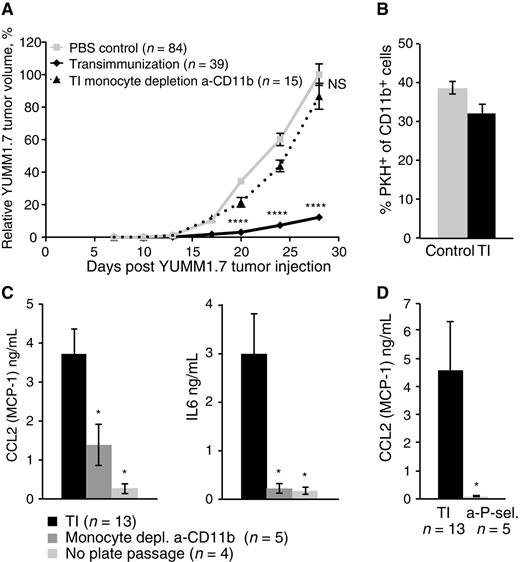 Figure 3. Monocytes are necessary for TI and contribute to a distinct in vitro inflammatory cytokine profile that is also dependent on plate passage and platelet activation. A, Mean relative tumor volume over time plotted for C57BL/6 mice inoculated with 1 × 105 YUMM1.7 tumor cells and receiving either six TI treatments (solid black lines) or six TI treatments where monocytes were depleted from PBMC prior to plate passage step using anti-CD11b depletion kit (dotted lines). “PBS control” mice were bled on the same schedule but received six sterile PBS reinfusions. Data are cumulative over three independent experiments. For each experiment, individual tumor volumes were normalized to the average final volume of PBS control tumors for that experiment, and mean relative tumor volumes were then calculated. Bars, SEM; P values calculated for each time point using Sidak multiple comparisons test; ****, P < 0.0001; NS, differences not significant. B, FACS analysis of phagocytic potential of CD11b+ cells within PBMC that have either been freshly isolated (control) or TI-treated (TI) prior to overnight coincubation with PKH-labeled, 8-MOP/UVA-exposed YUMM1.7 tumor cells. Bars represent average % PKH+ cells of CD11b+ cells, measured in three independent experiments. Error bars, SEM. C, Luminex analysis of CCL2 (MCP-1) and IL6 concentrations in the overnight culture supernatants collected in the course of standard TI experiments, or TI experiments with the indicated changes (a-CD11b kit monocyte depletion prior to plate passage, or omission of plate passage step). D, Luminex analysis of CCL2 (MCP-1) concentration in the overnight culture supernatants collected in the course of standard TI experiments, or TI experiment adding an a-P-selectin antibody–blocking step prior to PBMC plate passage. C and D, Bars represent mean cytokine concentrations, measured in the indicated number of independent experiments. Error bars, SEM; P values calculated using the Student t test; *, P < 0.05.