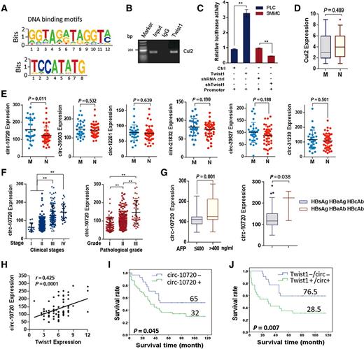 Figure 1. circ-10720 expression in clinical HCC tissues is associated with metastasis and patient prognosis. A, ChIPseek analysis of the DNA-binding motifs of Twist1 on the promoters of Cul2. B, ChIP experiments on the Cul2 promoter using antibodies against Twist1 in SMMC-7721 cells. C, After Cul2 reporter gene plasmid transfected into cells for 48 hours, luciferase activity was measured in PLC cells with Twist1 overexpression or in SMMC cells with Twist1 knockdown. Each bar represents the mean ± SD for biological triplicate experiments. **, P < 0.01, Student t test. D, Relative expression of Cul2 in 75 HCC tumor tissues measured via IHC. M, metastasis; N, no metastasis. Student t test. E, Relative expression of six Cul2 circRNAs in 75 HCC tumor tissues measured via FISH. *, P < 0.05, Student t test. F, Correlation between circ-10720 expression and clinical stage (I–IV; P < 0.01) and pathology grade (I–III; P < 0.01) in 381 cases of HCC tumor tissues. *, P < 0.05; **, P < 0.01, one-way ANOVA. G, The circ-10720 expression in different groups of HCC tumor tissues. AFP ≤ 400 ng/mL versus AFP > 400 ng/mL (P = 0.001), HBsAg+/HBeAg+/HBcAb+ versus HBsAg+/HBeAb+/HBcAb+ (P = 0.038). Student t test. H, Correlation analysis of tumor tissues from 75 HCC cases between circ-10720 and Twist1 expression (P < 0.001). I, Kaplan–Meier plots of the overall survival rate of 75 patients with HCC with circ-10720 low (blue) or high (green) expression levels (P = 0.045). J, Kaplan–Meier plots of overall survival rate of 75 patients with HCC with Twist1/circ-10720 low (blue) or high (green) levels (P = 0.007).