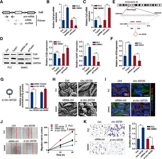 Figure 2. circ-10720 regulated by Twist1 exhibits oncogenic effects in HCC cells. A, The strategy used to detect pre-mRNA, mRNA, and endogenous circRNA. B, qRT-PCR of Cul2 pre-mRNA expression by overexpression or silencing of Twist1. C, qRT-PCR analysis of Cul2 mRNA levels in Twist1 overexpression or knockdown cells. **, P < 0.01, Student t test. D, Western blot analysis of Twist1 and Cul2 protein levels in Twist1 overexpression or knockdown cells. Intensity of each band from biological triplicate experiments was quantified by densitometry with the ImageJ software with GAPDH as a normalizer. *, P < 0.05; **, P < 0.01, Student t test. E, Relationship between Cul2 genomic DNA, mRNA, and circRNA. F, qRT-PCR analysis of circ-10720 levels under Twist1 overexpression or knockdown. **, P < 0.01, Student t test. G, Schematic model of siRNA. si-circ-10720 targets the back-splice junction of circ-10720 (left). si-circ-10720 knocked down only the circular transcript and did not affect the expression of linear species (right). **, P < 0.01, Student t test. H, The morphologic changes under circ-10720 overexpression in PLC cells and knockdown in SMMC-7721 cells observed with scanning electron microscopy. I, Immunofluorescence analysis of E-cadherin and vimentin expression under circ-10720 overexpression in PLC cells or knockdown in SMMC-7721 cells. J, Migration of PLC and SMMC-7721 cells was detected after transfection with circ-10720 and si-circ-10720, respectively, for 24 and 48 hours. **, P < 0.01, Student t test. K, Cell invasion was determined with Matrigel-coated Transwell assays. The cells that crossed the Matrigel-coated filter were fixed, stained, and counted. **, P < 0.01, Student t test. All data are presented as the mean ± SD for biological triplicate experiments.