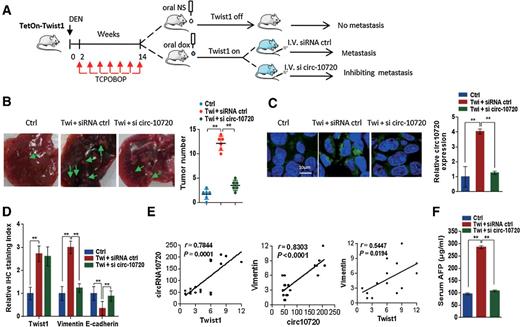 Figure 5. circ-10720 silencing suppresses Twist1-induced tumor metastasis in a DEN-induced Tet-on-Twist1 mouse HCC model. A, Scheme of circ-10720 knockdown via intravenous tail injection in the DEN-induced TetOn-Twist1 mouse HCC model. B, Representative photos of the visible liver nodules (green arrows) in control, Twist1 + siRNA control and Twist1 + si-circ-10720 groups (left). The tumor numbers were statistically analyzed (right). Each bar represents the mean ± SD for measurements of six xenografts in each group. **, P < 0.01, one-way ANOVA. C, The expression level of circ-10720 was detected by FISH in liver tumor tissues of control, Twist1 + siRNA control, and Twist1 + si-circ-10720 groups. Each bar represents the mean ± SD for measurements of six xenografts in each group. **, P < 0.01, one-way ANOVA. D, IHC staining index of Twist1, E-cadherin, and vimentin in liver tumor tissues of control, Twist1 + siRNA control and Twist1 + si-circ-10720 groups. Each bar represents the mean ± SD for measurements of six xenografts in each group. **, P < 0.01, one-way ANOVA. E, Correlation analysis between Twist1 and circ-10720 (P = 0.0002), circ-10720 and vimentin (P < 0.0001), Twist1 and vimentin (P = 0.0194). The points represent the measurements of six xenografts in every group. F, AFP was detected by ELISA after intravenous tail injection of circ-10720. Each bar represents the mean ± SD for measurements of six xenografts in each group. **, P < 0.01, one-way ANOVA.