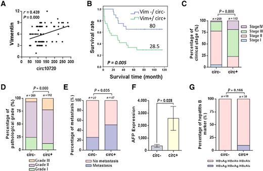 Figure 6. circ-10720 serves as an HCC biomarker. A, Correlation analysis between circ-10720 and vimentin (P = 0.000) in 75 HCC tissues. B, Kaplan–Meier plots of the overall survival rate of 75 patients with HCC with vimentin/circ-10720 low (blue) or high (green) expression levels (P = 0.005). C, Percentage of each clinical stage in the circ-10720–negative and circ-10720–positive subsets (P = 0.000). χ2 test. D, Percentage of each pathologic grade in the circ-10720–negative and circ-10720–positive subsets (P = 0.000). χ2 test. E, Percentage of metastatic cases in the circ-10720–negative and circ-10720–positive subsets (P = 0.035). χ2 test. F, Expression levels of AFP in the circ-10720–negative and circ-10720–positive subsets (P = 0.028). Student t test. G, Percentage of hepatitis B virus markers (HBsAg+/HBeAg+/HBcAb+ and HBsAg+/HBeAb+/HBcAb+) in the circ-10720–negative and circ-10720–positive subsets (P = 0.166). χ2 test.