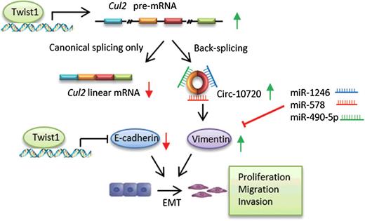 Figure 7. The schematic diagram shows the mechanism that Twist1 regulates vimentin through circ-10720, absorbing miRNA-targeted vimentin to promote EMT in HCC.