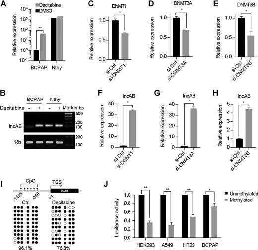 Figure 2. lncAB expression is regulated by CpG methylation. A and B, qRT-PCR (A) and agarose gel electrophoresis (B) showed that lncAB expression was increased after treatment with 2.5 μmol/L decitabine for 5 days. 18s was used as an internal control. C–E, qRT-PCR analyses showed effective knockdown of DNMT1, DNMT3A, and DNMT 3B expression by siRNAs, respectively. F–H, qRT-PCR analyses showed that lncAB expression was increased after knockdown of DNMT1, DNMT3A, and DNMT3B, respectively. *, P < 0.05; two-tailed Student t test. 18s was used as an internal control. I, Bisulfite genomic sequencing showed that the methylation level of 6 CpGs within lncAB gene promoter (from −1495 to −340 bp) was decreased after decitabine treatment (n = 10; P = 0.003, two-tailed Student t test). The black circles and empty circles represent methylated and unmethylated CpG dinucleotides, respectively. J, In vitro methylation analysis showed that the methylated plasmid decreased promoter activity by 65%, 71%, 52%, and 28% in HEK293, A549, HT29, and BCPAP cells, respectively. *, P < 0.05; **, P < 0.01, two-tailed Student t test.