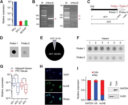 Figure 3. Identification and cellular distribution of lncAB in thyroid cells. A, lncAB expression determined by qRT-PCR in PTC cells (TPC-1 and BCPAP) and the immortalized thyroid cell line (Nthy). B, Agarose gel electrophoresis of PCR products generated by 5′- (left) and 3′- (right) RACE technologies. C, Schematic illustration of the probes for dot blot hybridization and primers for qRT-PCR. Dot blot hybridization (D) and qRT-PCR analysis (E) identified that AF1 is the major isoform in Nthy cells. Dot blot hybridization (F) and qRT-PCR analysis (G) confirmed that AF1 is the major isoform of lncAB in PTC tumors and their adjacent thyroid tissues. *, P < 0.05; **, P < 0.01, paired t test. H, FISH analysis showed that lncAB was predominantly located in the cytoplasm. I, Cell nucleus/cytoplasm fraction analysis and qRT-PCR confirmed that lncAB was mainly expressed in the cytoplasm. Left, qRT-PCR showing the distribution of lncAB, with about 74.9% ± 1.2% in the cytoplasm. Red, the cytoplasmic fraction; blue, the nuclear fraction. Right, Western blot analysis indicating good nucleus/cytoplasm isolation.