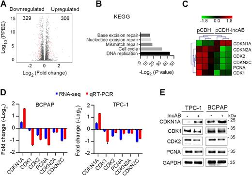 Figure 5. lncAB regulated the expression of cell-cycle–related genes. A, Volcano plots of the differentially expressed genes between pCDH and pCDH-lncAB BCPAP cells. The x-axis represents log-fold changes. The y-axis represents log P values. The vertical line corresponds to 2.0-fold up- and downregulation, and the horizontal line represents a P value of 0.05. The red points represent the significantly differentially expressed mRNAs. B, KEGG analysis of differentially expressed genes between pCDH and pCDH-lncAB BCPAP cells. C, Heat map showing differentially expressed genes related to cell-cycle progression. D, Validation by qRT-PCR and a comparison between qRT-PCR results and RNA-seq data. E, Western blotting was performed to verify the expression of differentially expressed genes.