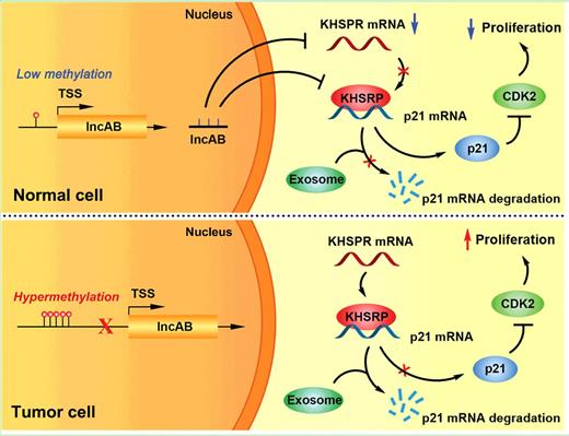 Figure 7. lncAB regulates cell proliferation by modulating KHSRP-mediated p21 expression in thyroid cells. In normal thyroid cells, high levels of lncAB are associated with KHSRP and also decrease KHSRP expression, which leads to the release of p21 mRNAs from KHSRP complex to express p21 protein and lower expression of CDK2 kinase. In the PTC tumor cells, lower lncAB expression is caused by DNA hypermethylation, thus p21 mRNAs are associated with KHSRP and recruited to the exosome for degradation. Therefore, CDK2 expression increases to promote cell proliferation.