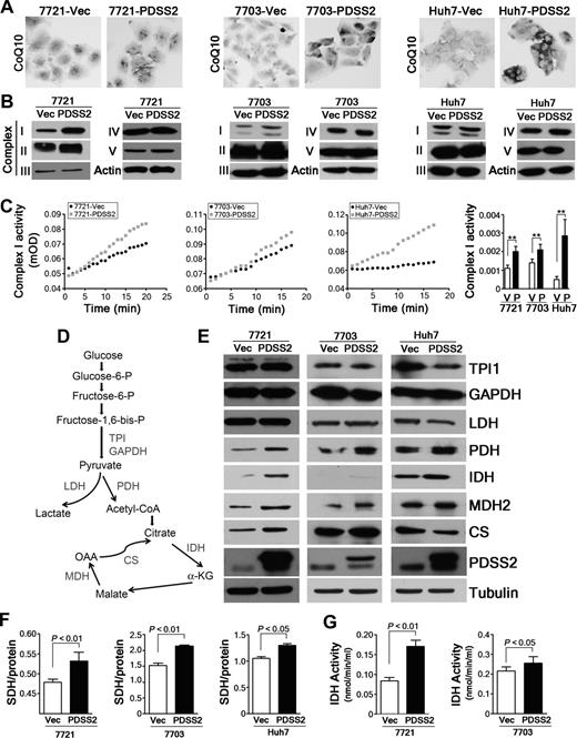 Figure 2. Reintroduction of PDSS2 enhanced mitochondrial respiration. A, Representative IHC images of CoQ10 in PDSS2- and vector-transfected cells (original magnification, ×200). B, The protein levels of mitochondrial complexes I∼V were determined by Western blotting in HCC cell line derivatives (PDSS2- and vector control). C, Complex I activity was compared between PDSS2- and vector-transfected cells (left) and the data are summarized (right). V, vector control; P, PDSS2. **, P < 0.01. D, Schematic diagram of key factors involved in glycolysis and the Krebs cycle. E, The molecules involved in glycolysis (TPI, GAPDH, and LDH), PDH, and molecules associated with the Krebs cycle (IDH, MDH2, and CS) were determined by Western blotting. F, SDH activity was compared between PDSS2- and vector-transfected cells. G, IDH activity was compared between PDSS2- and vector-transfected cells.