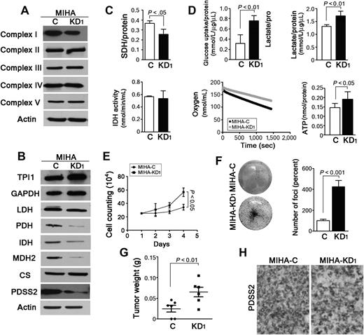 Figure 4. Silencing PDSS2 increased aerobic glycolysis and tumorigenicity. A, The protein levels of mitochondrial complexes I∼V were determined by Western blotting in MIHA-KD1 and MIHA-C cells. Actin was used as a loading control. B, The levels of PDH and the molecules associated with glycolysis and the Krebs cycle were determined by Western blotting. Actin was used as a loading control. C, SDH activity and IDH activity were compared between MIHA-KD1 and MIHA-C cells. D, Silencing PDSS2 expression in MIHA-KD1 cells significantly increased the glucose uptake and lactate secretion, decreased the oxygen consumption, and increased the ATP level compared with those in control cells. E and F, Knockdown of PDSS2 was able to significantly increase the cell growth rate (E) and foci formation frequency (F). G, MIHA-KD1 and control cells were subcutaneously injected into the left and right flanks of nude mice (n = 6), respectively. Tumor weight was compared 3 weeks after inoculation. H, Expression of PDSS2 was detected by IHC in xenograft sections (original magnification, ×400).